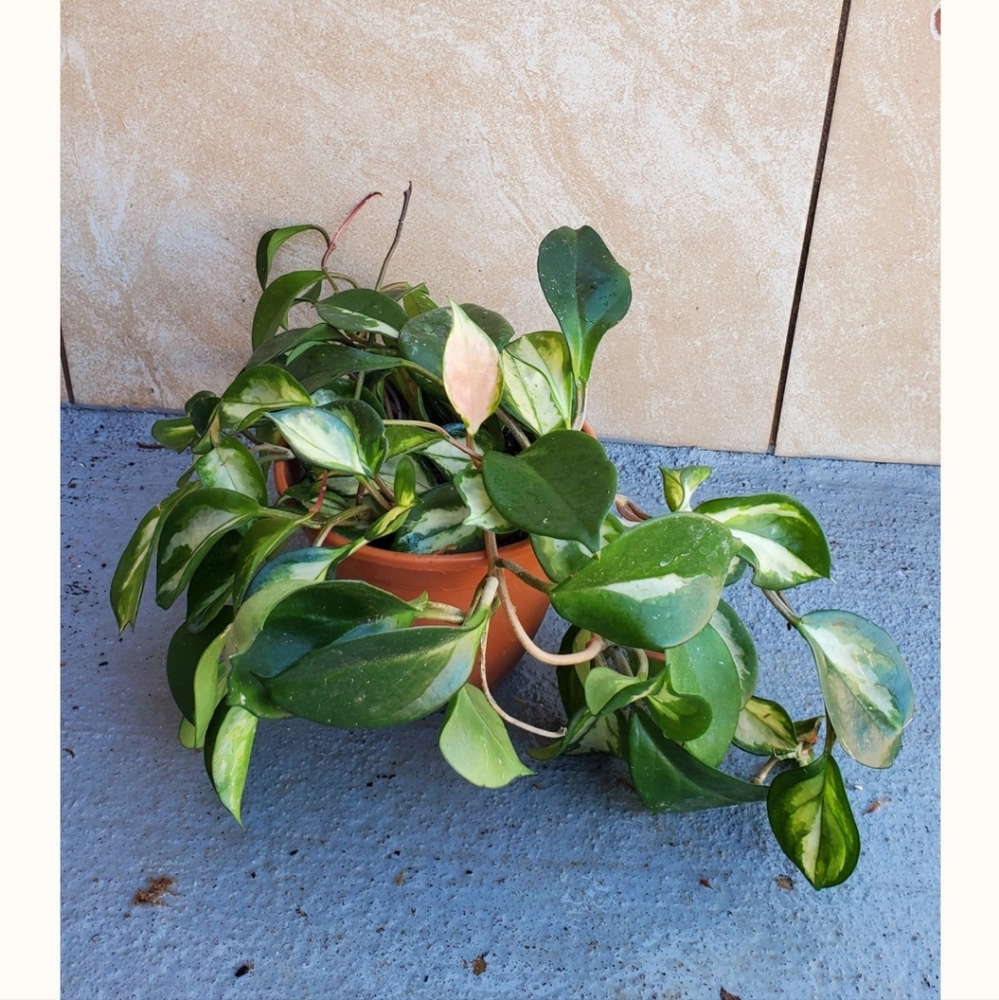 Hoya Krimson Princess 5" pot - Picture 2 of 5